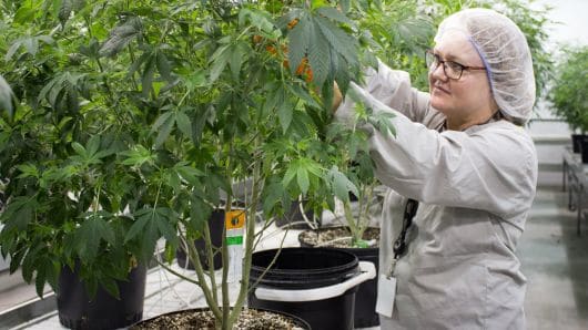 Canopy Growth a Bellwether of the Cannabis Industry?