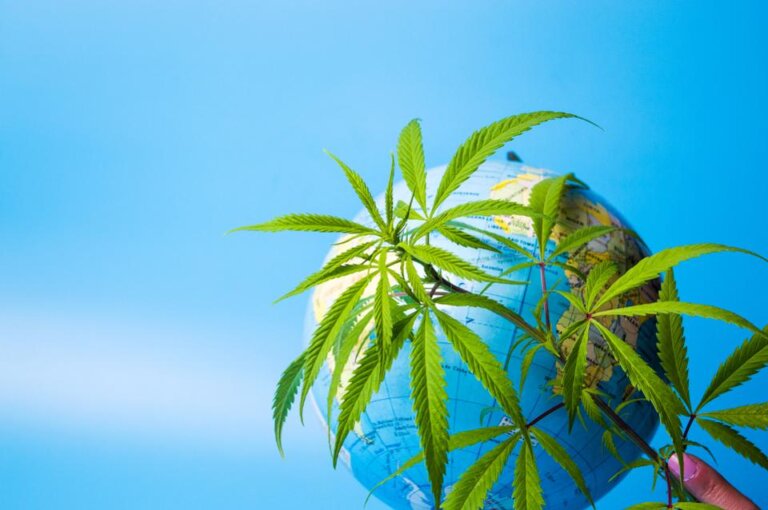 World Health Organization Signals Step Towards Cannabis Legalization