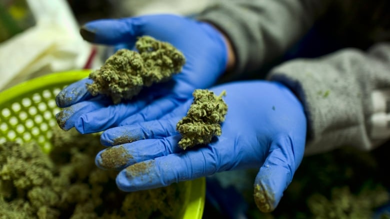 California Marijuana Seed To Sale
