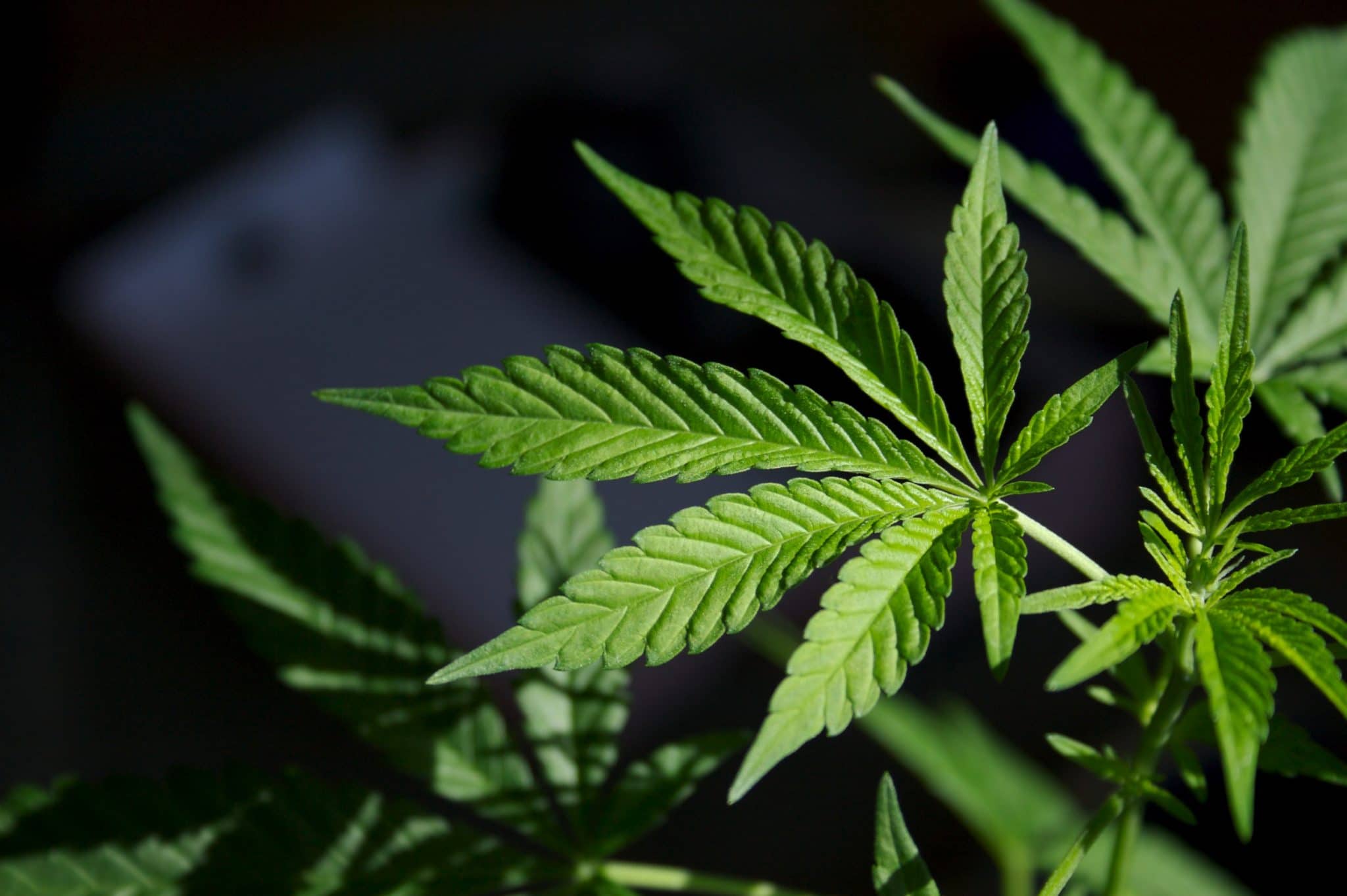 Cannabis Marijuana Weed Drugs Stock Getty Scaled