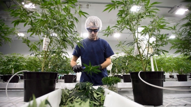 Canopy Growth Wins UK Cannabis Import Licence