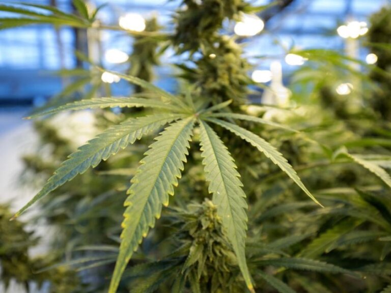Quebec Homegrown Cannabis Ban Unconstitutional