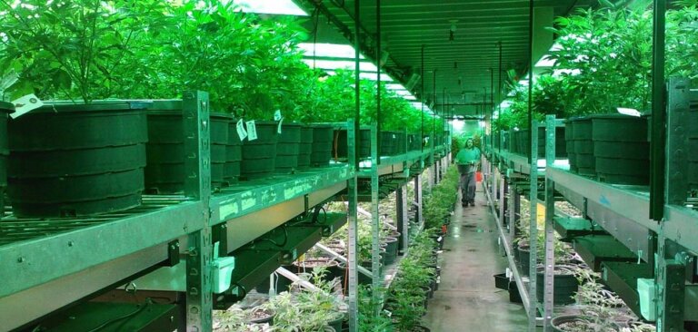 Black Market Cannabis Still Strong in Quebec