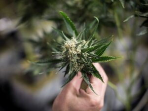 How did Health Canada inspectors miss unlicensed cannabis growing rooms?