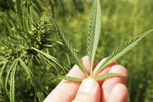 New Zealand's domestic medical cannabis industry.