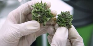 Three scientists on both sides of the border call for an ease on cannabis research restrictions.