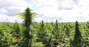 Outdoor-grown cannabis lowers costs and can equal quality.