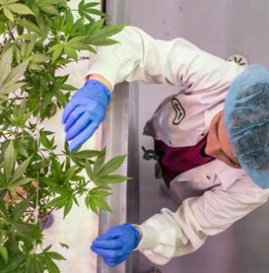 What is certified organic cannabis?