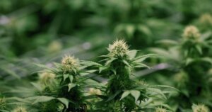 Canada has cheaper cannabis prices in the legal market than the US. 