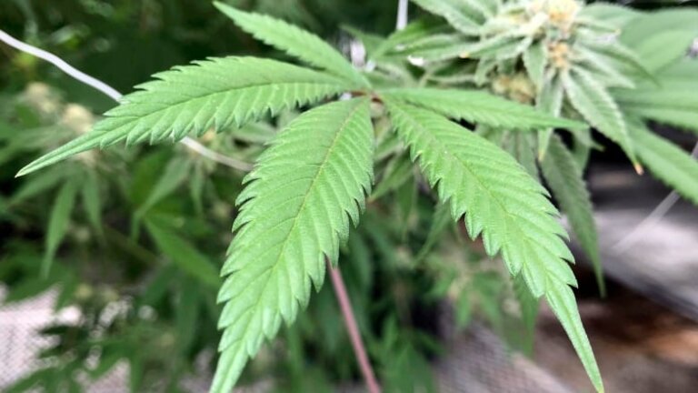 Cannabis-Related Charges “Fewer Than Expected” in Saskatoon