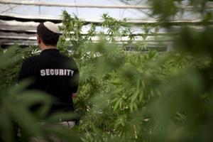 Why Canada is being accused of ‘dumping’ cannabis on Israel