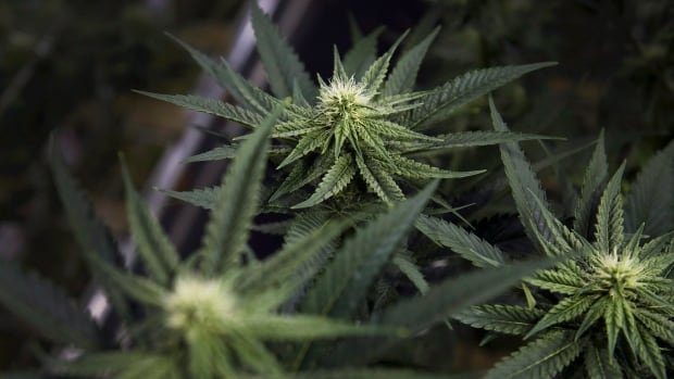 As losses continue, Aurora Cannabis buys Australian medical pot firm