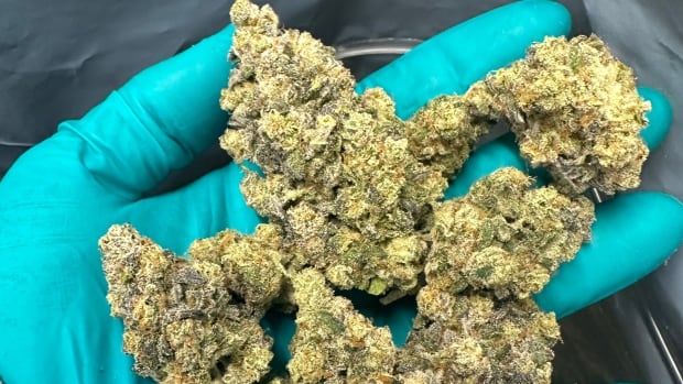 Cannabis N.B. expanding with new stores and private partners