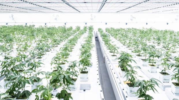 First Nations cannabis industry continues to grow after 6 years of legalization in Canada