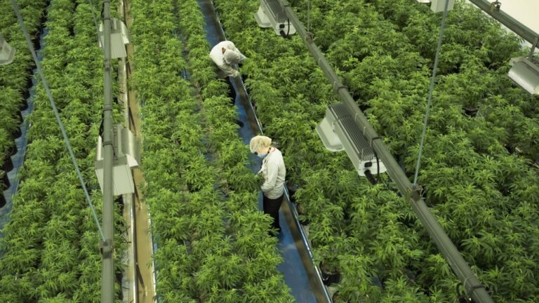 Pot shares fall after efforts to legalize recreational cannabis in U.S. fall short