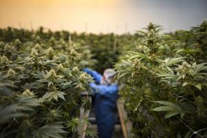 High hopes: How Canada became the world’s largest cannabis exporter – and rescued a flailing industry