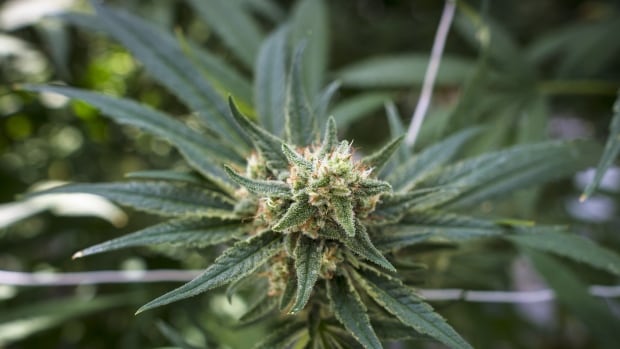 2 charged after 4,000 illegal cannabis plants seized in Ontario: police