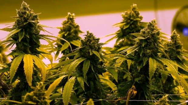 Manitoba legislation lifting ban on homegrown recreational cannabis to come into effect May 1