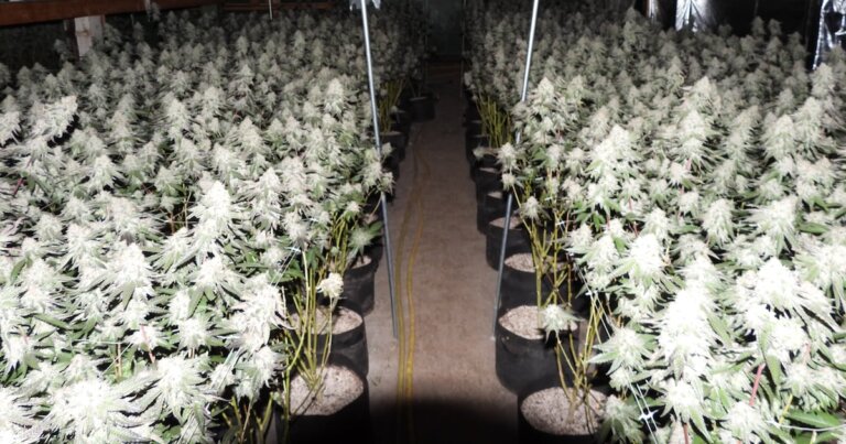 $26 million in cannabis seized after Health Canada compliance checks