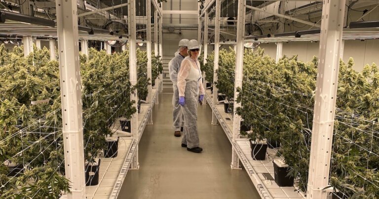 N.B. cannabis producer rebrands, seeks larger international market