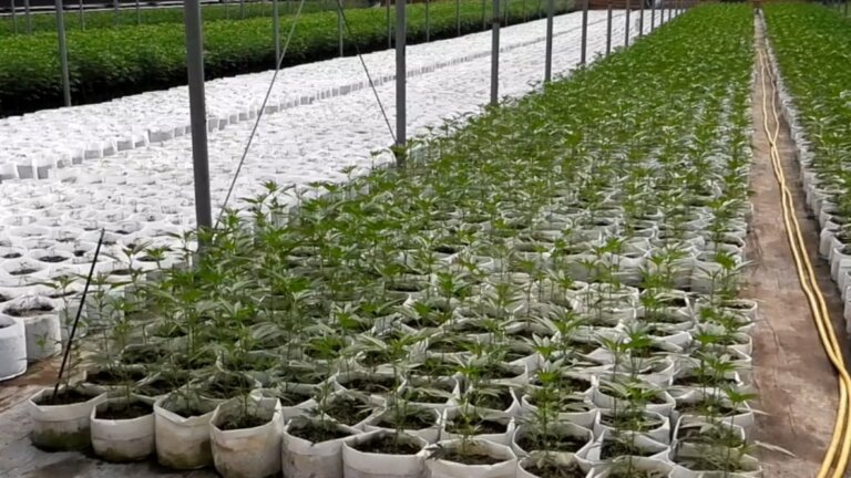 More than $55M worth of illegal cannabis seized in Haldimand County greenhouse, say Ontario police