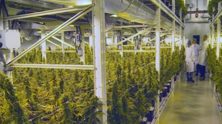 Cannabis generates $1 billion a year for New Brunswick GDP, chamber study says