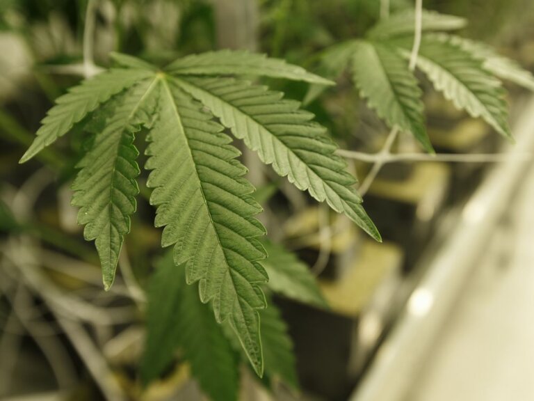 Opinion: How medical cannabis can help Canada reach its new export ambitions