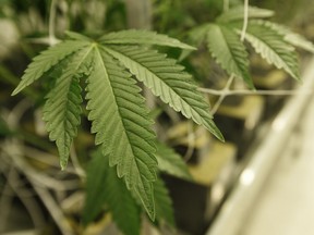 Opinion: How medical cannabis can help Canada reach its new export ambitions