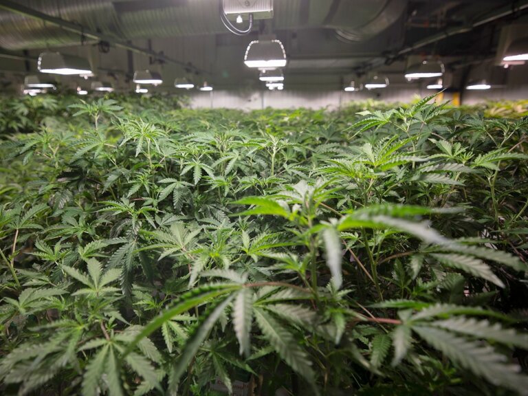 John Ivison: Cannabis producers give up trying to get Ottawa to stop smothering their business